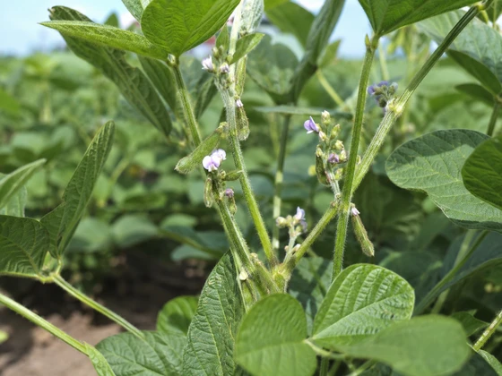 high-boron-soybean-stage-web